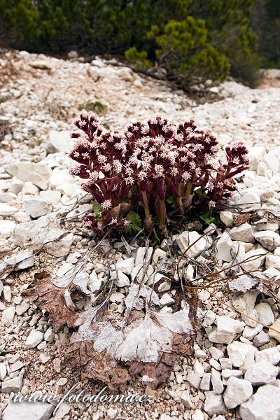 Fotka Devětsil, Dolomity