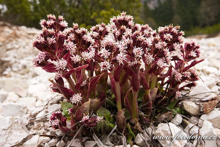 Fotka Devětsil, Dolomity