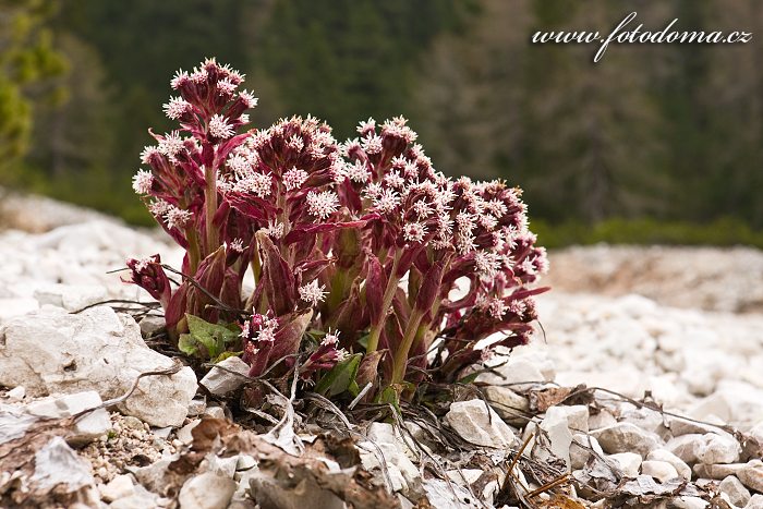 Fotka Devětsil, Dolomity