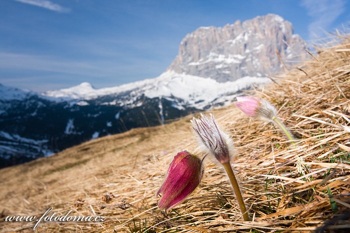 Koniklec jarní (Pulsatilla vernalis, Anemone vernalis), nad Passo Gardena (Grödner Joch), Dolomity