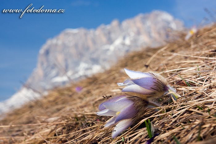 Koniklec jarní (Pulsatilla vernalis, Anemone vernalis) a Sasso Lungo (Langkofel), Dolomity