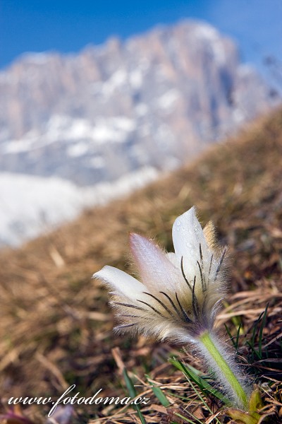 Koniklec jarní (Pulsatilla vernalis, Anemone vernalis) a Sasso Lungo (Langkofel), Dolomity