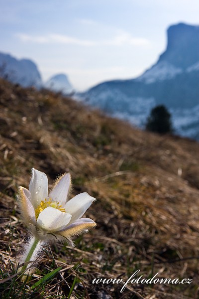 Fotka Koniklec jarní (Pulsatilla vernalis, Anemone vernalis) v Passo Gardena, Dolomity