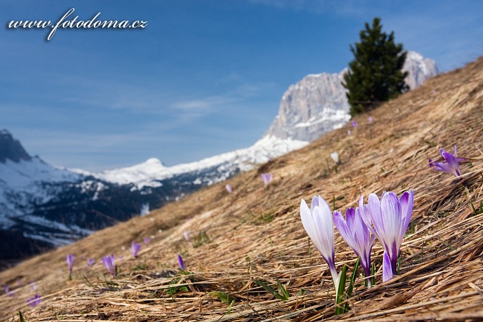 Fotka Šafrán bělokvětý a Sasso Lungo (Langkofel), Dolomity