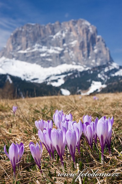 Fotka Šafrán bělokvětý a Sasso Lungo (Langkofel), Dolomity