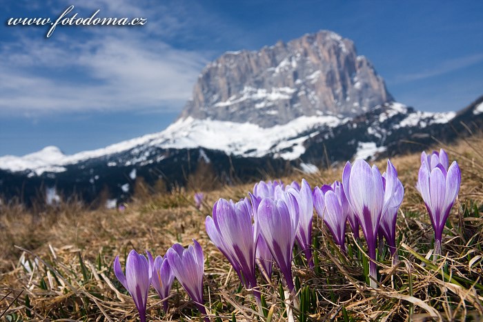 Fotka Šafrán bělokvětý a Sasso Lungo (Langkofel), Dolomity