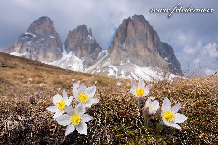 Koniklec jarní na Plan da Cuzin pod Sasso Lungem (Langkofel), Dolomity