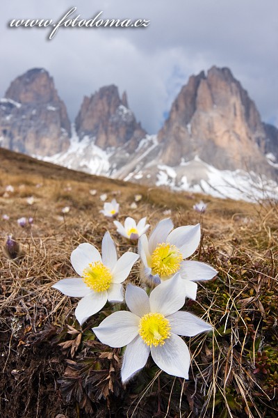 Fotka Koniklec jarní na Plan da Cuzin pod Sasso Lungem (Langkofel), Dolomity