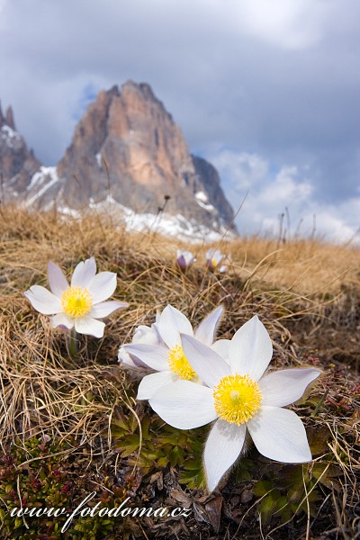 Fotka Koniklec jarní na Plan da Cuzin pod Sasso Lungem (Langkofel), Dolomity