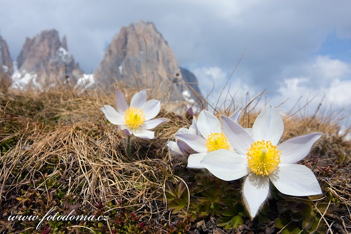 Koniklec jarní na Plan da Cuzin pod Sasso Lungem (Langkofel), Dolomity