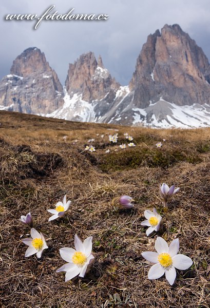 Koniklec jarní na Plan da Cuzin pod Sasso Lungem (Langkofel), Dolomity