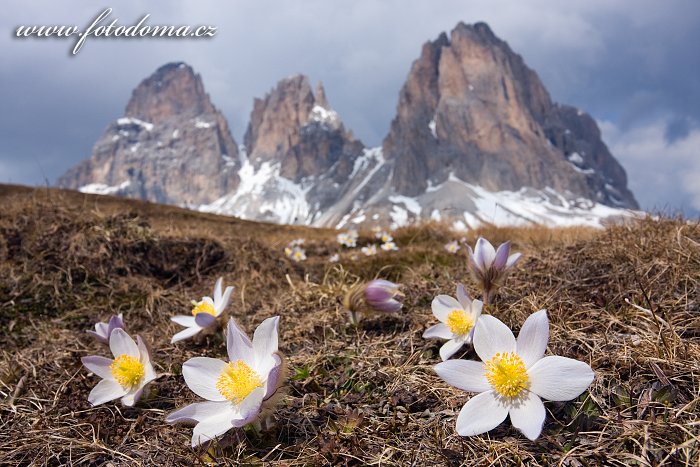 Fotka Koniklec jarní na Plan da Cuzin pod Sasso Lungem (Langkofel), Dolomity