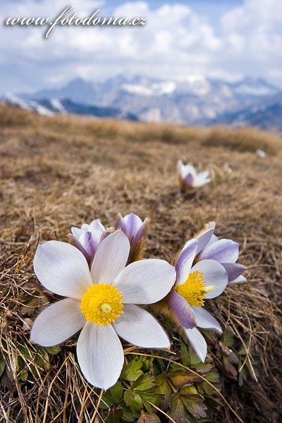 Koniklec jarní (Pulsatilla vernalis, Anemone vernalis) na Plan da Cuzin, Dolomity