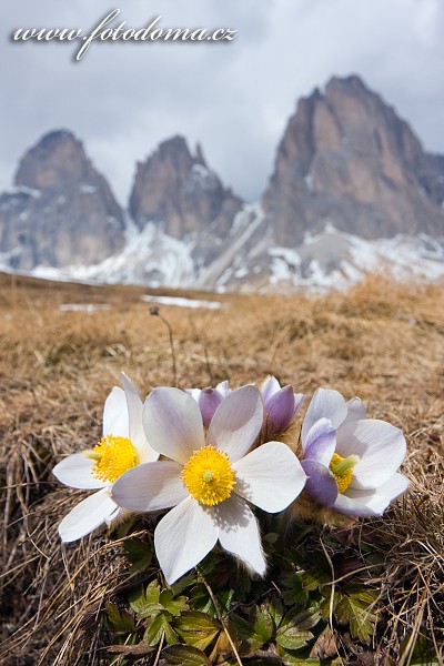 Fotka Koniklec jarní na Plan da Cuzin pod Sasso Lungem (Langkofel), Dolomity