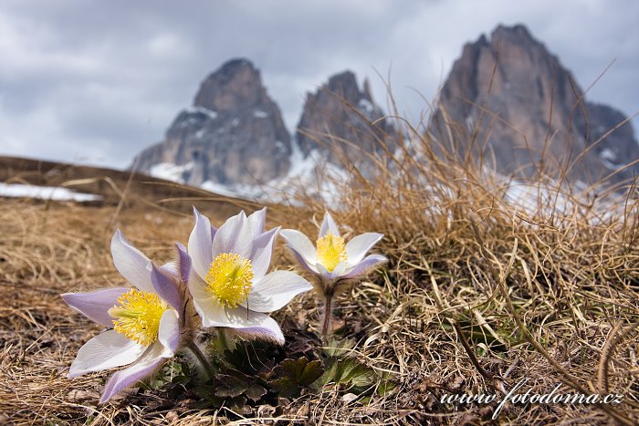 Koniklec jarní na Plan da Cuzin pod Sasso Lungem (Langkofel), Dolomity