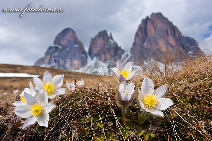 Fotka Koniklec jarní na Plan da Cuzin pod Sasso Lungem (Langkofel), Dolomity