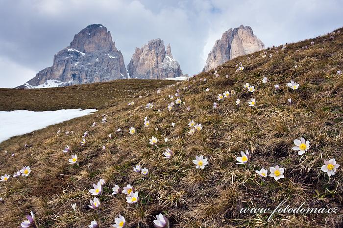 Koniklec jarní na Plan da Cuzin pod Sasso Lungem (Langkofel), Dolomity