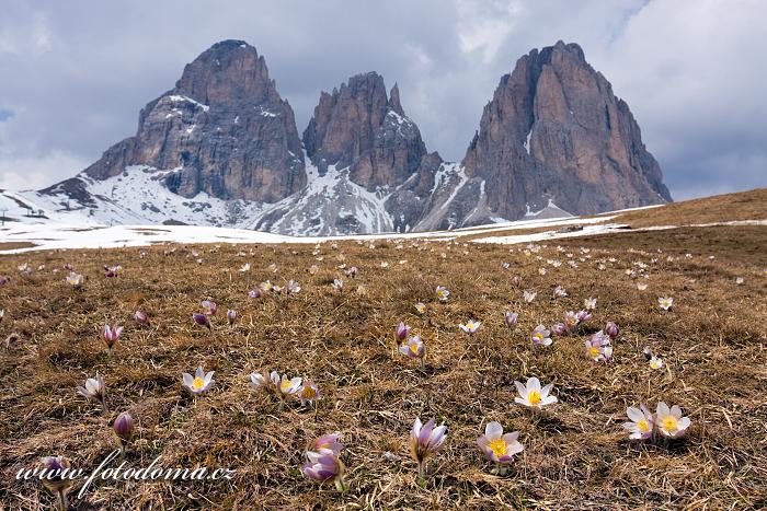 Koniklec jarní na Plan da Cuzin pod Sasso Lungem (Langkofel), Dolomity