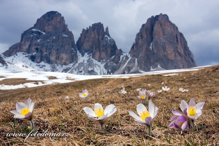 Koniklec jarní na Plan da Cuzin pod Sasso Lungem (Langkofel), Dolomity