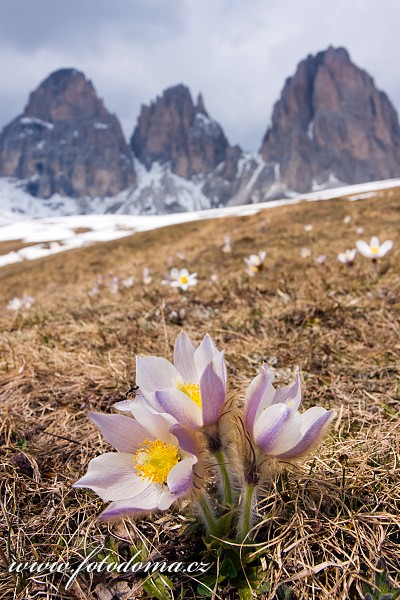 Koniklec jarní na Plan da Cuzin pod Sasso Lungem (Langkofel), Dolomity