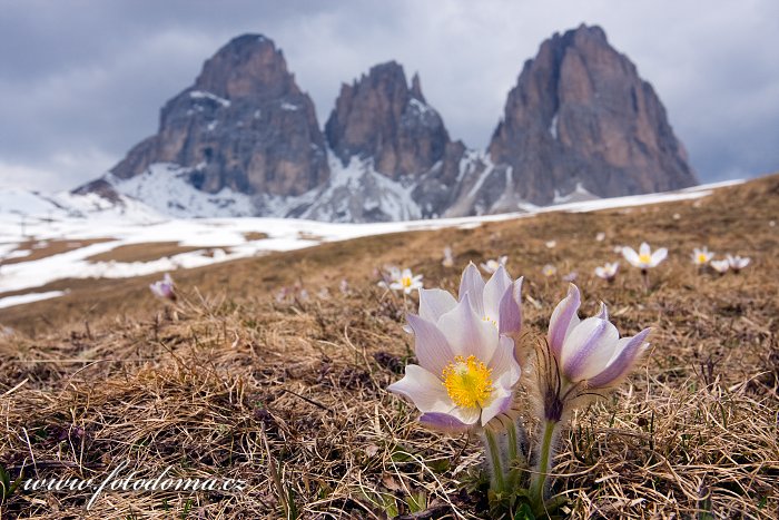 Koniklec jarní na Plan da Cuzin pod Sasso Lungem (Langkofel), Dolomity