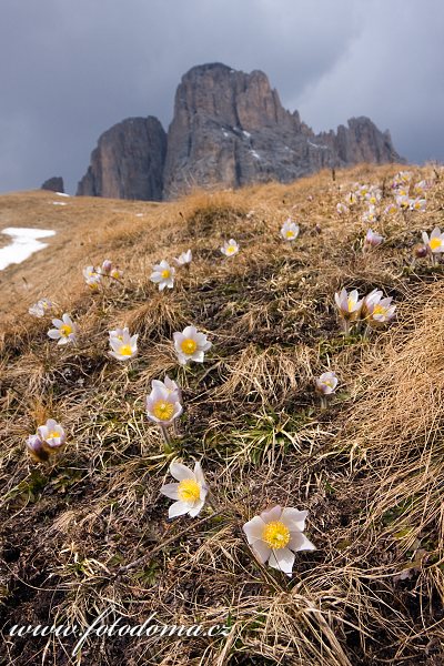 Koniklec jarní (Pulsatilla vernalis, Anemone vernalis) na Pian dai Manc pod Sas de Mesdi (Innerkofler Turm), Sasso Levante (Grohmannspitze) a Cinque Dita (Fünffingerspitze), Dolomity