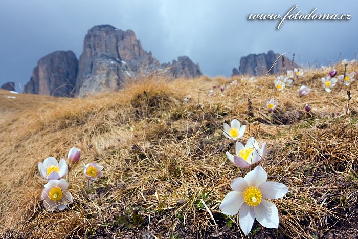 Koniklec jarní (Pulsatilla vernalis, Anemone vernalis) na Pian dai Manc pod Sasso Levante (Grohmannspitze) (3126m), Dolomity
