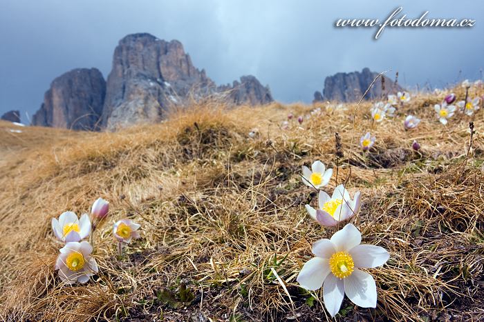 Fotka Koniklec jarní na Pian dai Manc, Dolomity