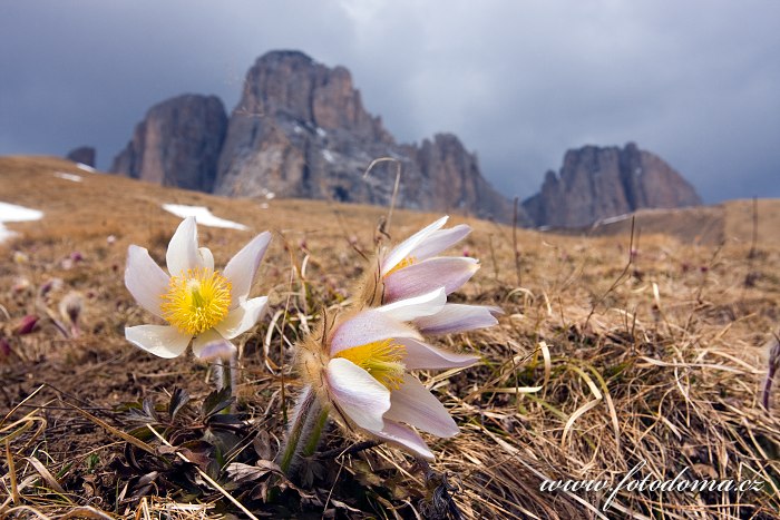 Koniklec jarní (Pulsatilla vernalis, Anemone vernalis) na Pian dai Manc pod Sas de Mesdi (Innerkofler Turm) (3081m), Sasso Levante (Grohmannspitze) (3126m), Cinque Dita (Fünffingerspitze) (2998m) a Sasso Lungo (Langkofel), Dolomity