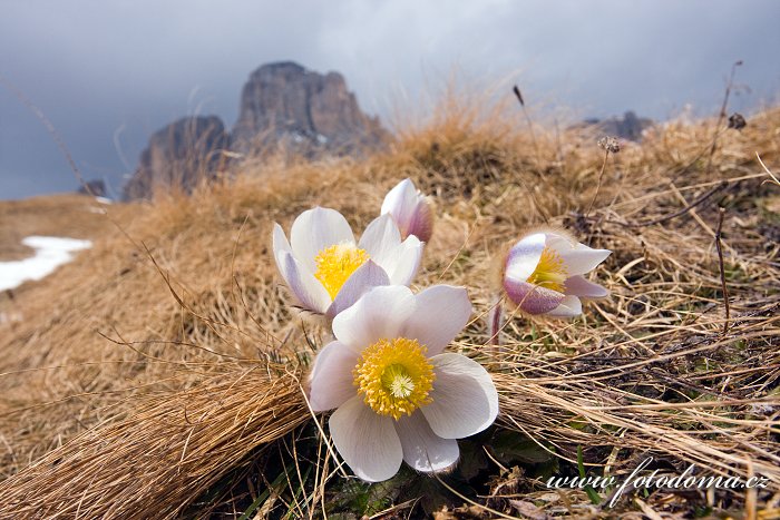 Koniklec jarní (Pulsatilla vernalis, Anemone vernalis) na Pian dai Manc pod Sasso Levante (Grohmannspitze) (3126m), Dolomity