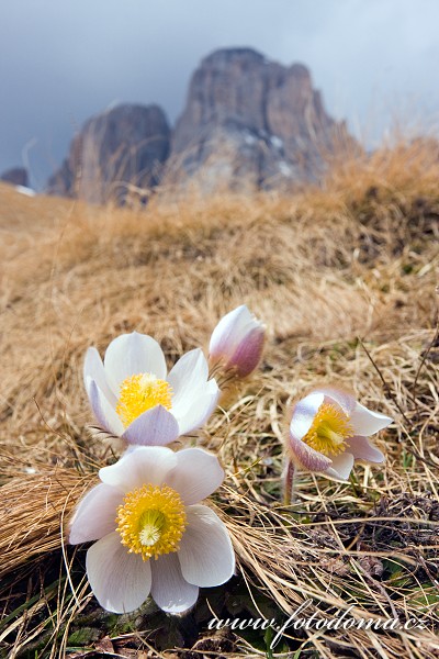 Koniklec jarní (Pulsatilla vernalis, Anemone vernalis) na Pian dai Manc pod Sas de Mesdi (Innerkofler Turm) (3081m) a Sasso Levante (Grohmannspitze) (3126m), Dolomity