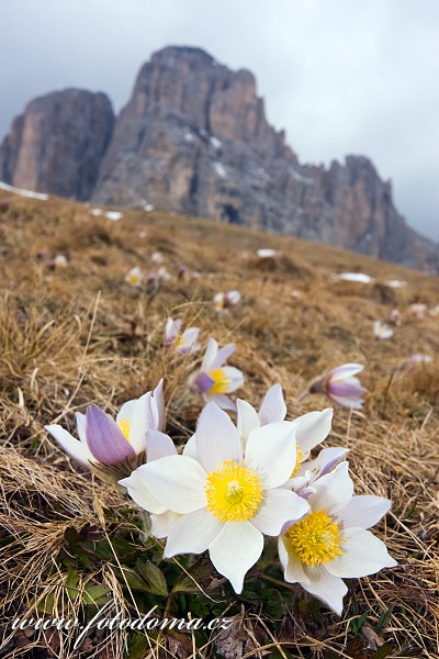 Koniklec jarní (Pulsatilla vernalis, Anemone vernalis) na Pian dai Manc pod Sas de Mesdi (Innerkofler Turm) (3081m) a Sasso Levante (Grohmannspitze) (3126m), Dolomity