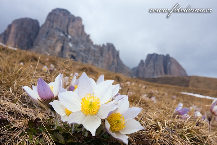 Koniklec jarní (Pulsatilla vernalis, Anemone vernalis) na Pian dai Manc pod Sas de Mesdi (Innerkofler Turm) (3081m), Sasso Levante (Grohmannspitze) (3126m), Cinque Dita (Fünffingerspitze) (2998m) a Sasso Lungo (Langkofel), Dolomity