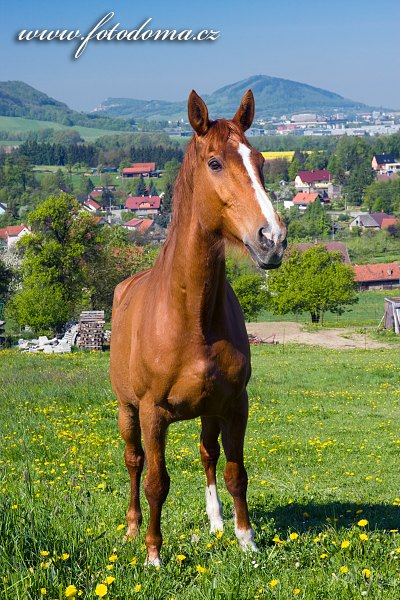 Kůň nad Mniším, Kopřivnice