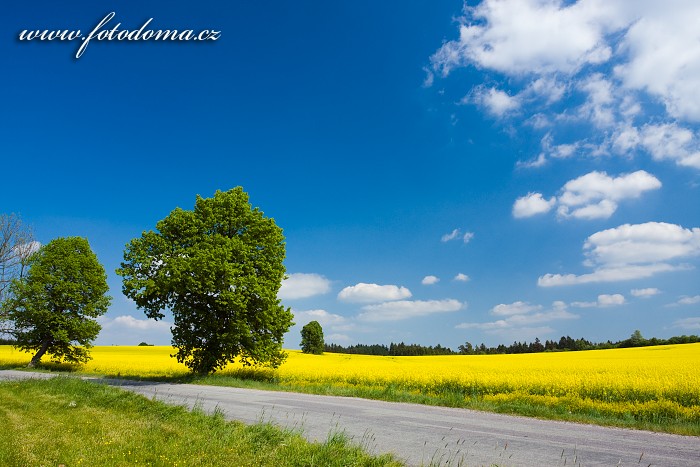 Silnice a řepkové pole u Valdeku