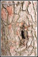 Kůra památné borovice u Korbela, Velká Bíteš