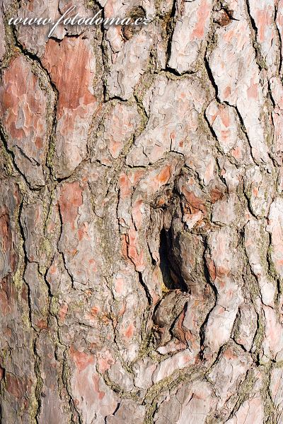 Fotka Kůra památné borovice u Korbela, Velká Bíteš