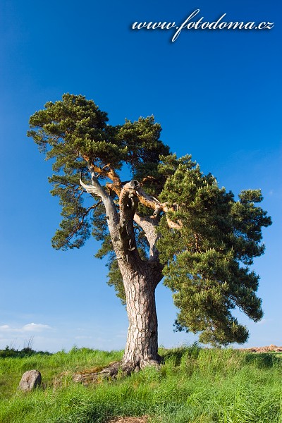 Fotka Památná borovice u Korbela, Velká Bíteš
