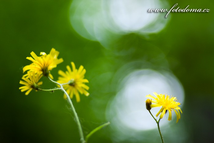 Fotka Žlutá květina