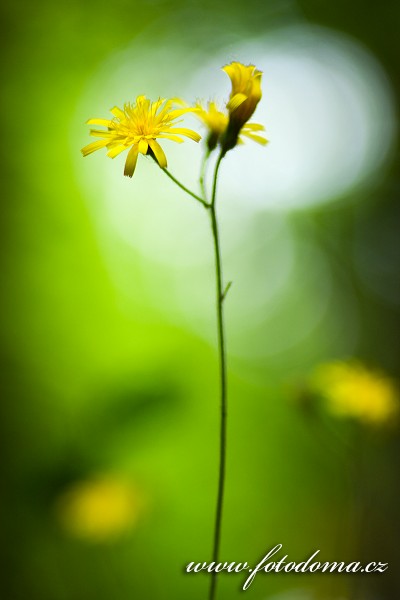Fotka Žlutá květina