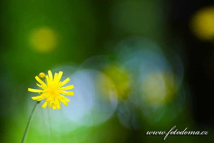 Fotka Žlutá květina