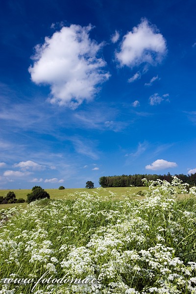 Čertoryje, národní přírodní rezervace, CHKO Bílé Karpaty