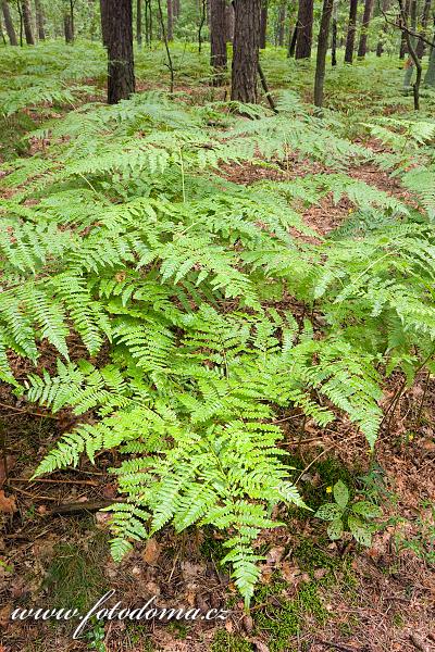 Fotka Kapradí v lese u obce Roztoka, Kampinoski národní park