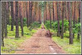 Požární cesta v borovém lese u obce Roztoka, Kampinoský národní park, Kampinoski Park Narodowy, Polsko