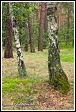 Břízy v borovém lese u obce Roztoka, Kampinoský národní park, Kampinoski Park Narodowy, Polsko