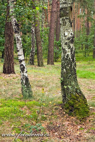 Fotka Břízy v borovém lese u obce Roztoka, Kampinoski národní park