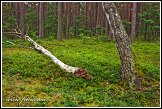 Les u obce Roztoka, Kampinoský národní park, Kampinoski Park Narodowy, Polsko