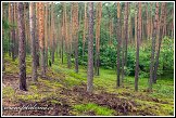 Borový les u obce Roztoka, Kampinoský národní park, Kampinoski Park Narodowy, Polsko