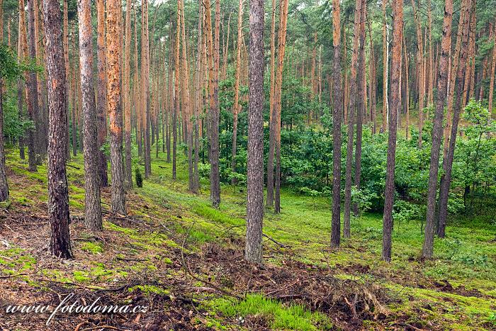 Fotka Borový les u obce Roztoka, Kampinoski národní park