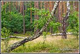Břízy rostoucí v borovém lese u obce Roztoka, Kampinoský národní park, Kampinoski Park Narodowy, Polsko